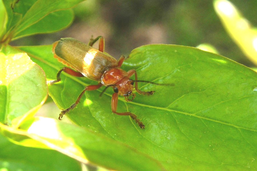 Alcuni Cantharidae, un Oedemeridae e un Cerambycidae